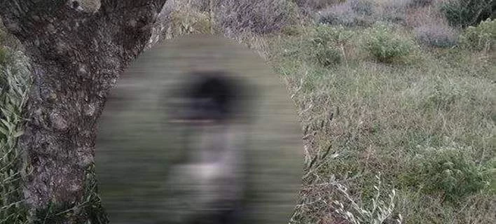 Σοκαριστικό θέαμα στην Κάρπαθο – Κρέμασαν σκύλο σε δέντρο